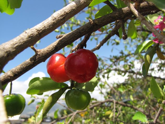 Acerola