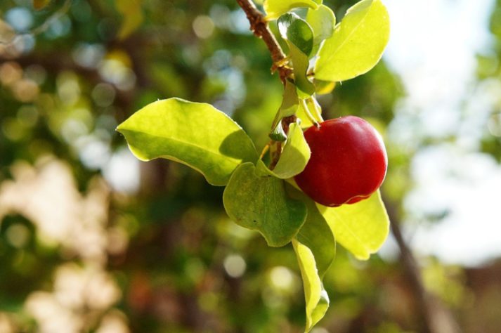 Acerola