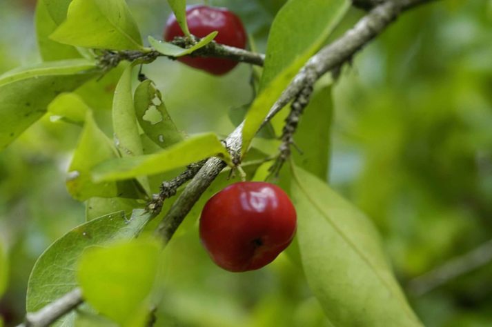 Acerola