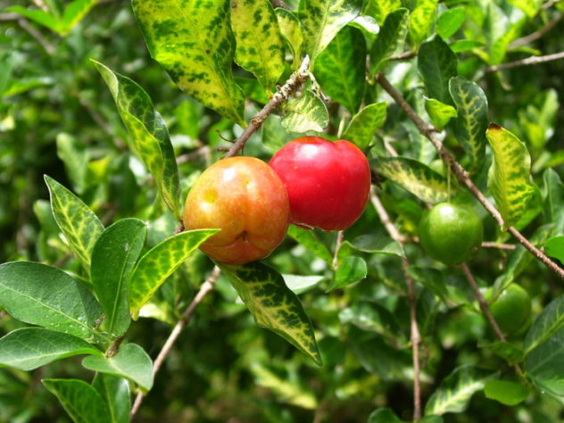 Acerola