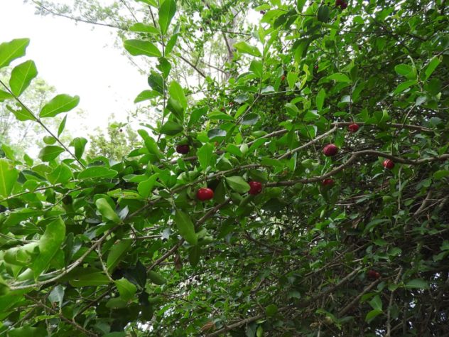Aceroleira - acerola