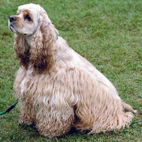 cachorro