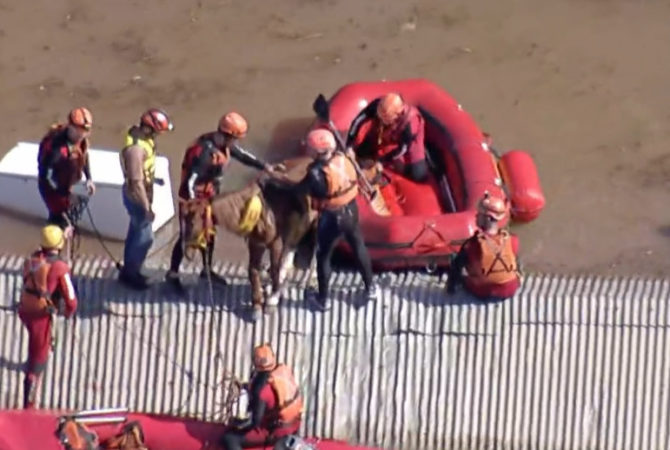 Socorristas resgatam o cavalo Caramelo na inundação do Sul do país