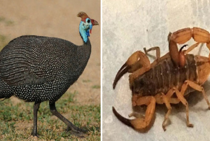 Novas ‘funcionárias’: Escola ‘contrata’ galinhas para caçar escorpiões