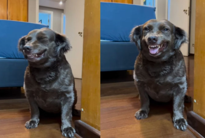 Tutora mostra cadela “rindo” depois de fazer travessura