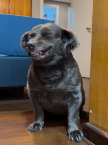 cachorro