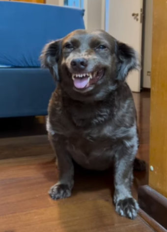 cachorro