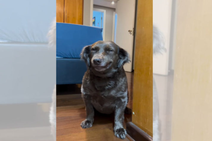 cachorro