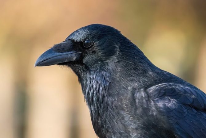 Estudo afirma que corvos podem ‘contar até quatro’; entenda