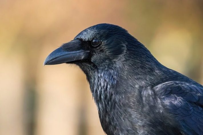 Corvos - Wikimedia Commons/Alexis Lours