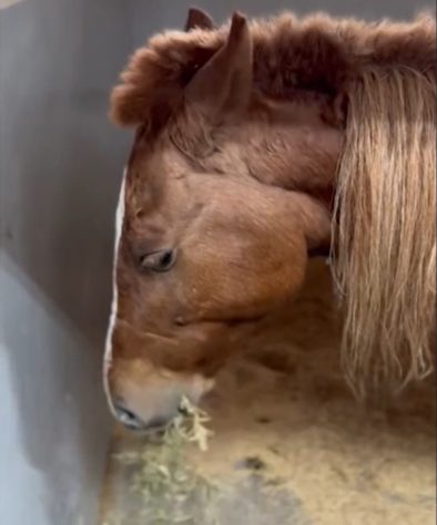 Cavalo Caramelo se alimentando