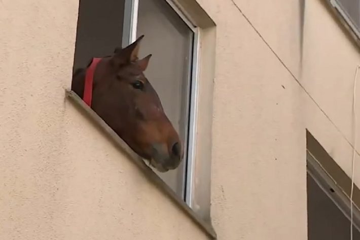 Cavalo é resgatado no 3º andar de prédio no RS