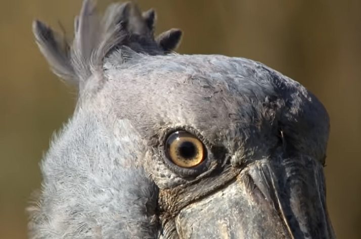 Cegonha-bico-de-sapato - Balaeniceps rex