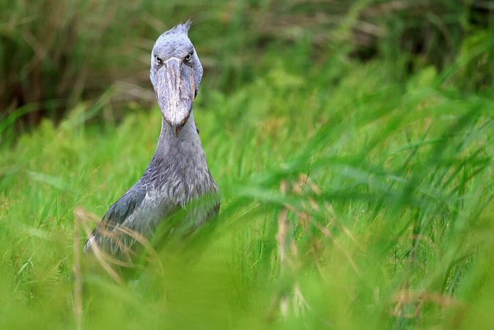 Estima-se que restem entre 5 mil a 8 mil aves Cegonha-bico-de-sapato na natureza.