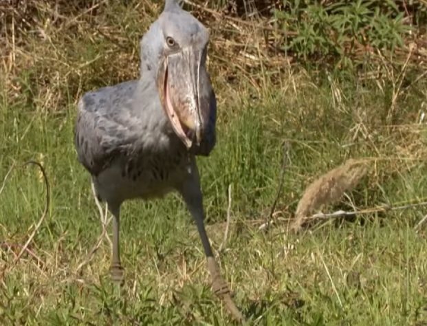 Cegonha-bico-de-sapato - Balaeniceps rex