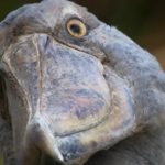 Cegonha-bico-de-sapato - Balaeniceps rex