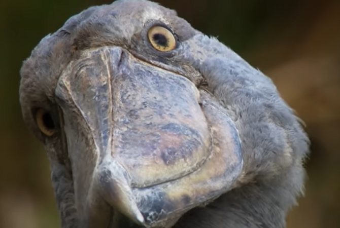 Ave africana assustadora mata os irmãos e caça até crocodilos