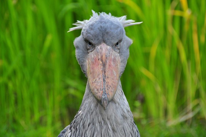 A Cegonha-bico-de-sapato, encontrada na África Oriental, é conhecida por sua aparência assustadora e fama de ser 