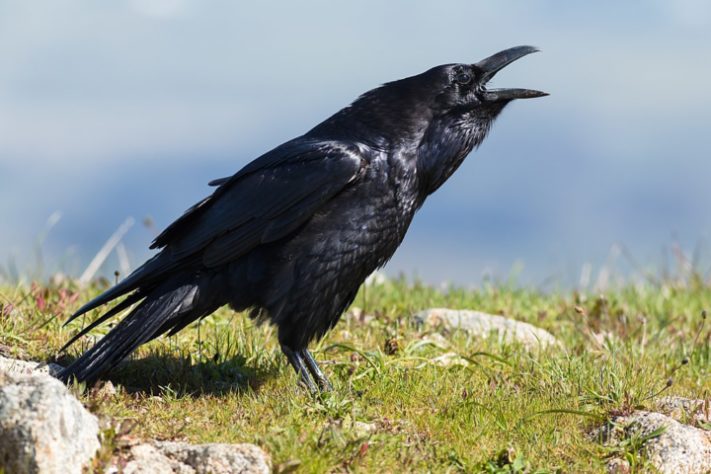 Corvus corax