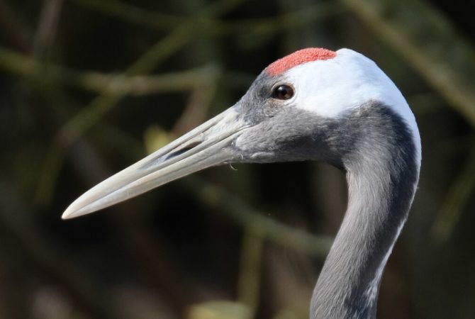 Grou-japonês: ‘mensageiro da sorte’ pode acabar