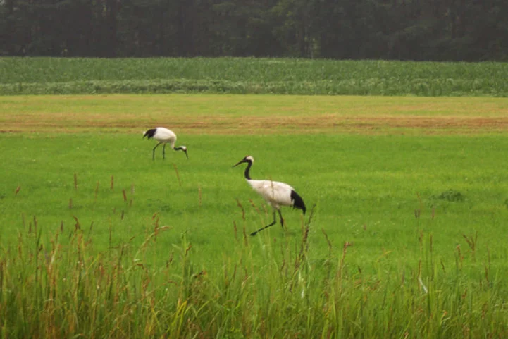 O desenvolvimento urbano e agrícola fragmenta e destrói áreas úmidas e campos abertos, que são essenciais para a alimentação, reprodução e descanso dessas aves. -wikimedia commons ?????