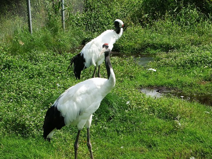 Por conta da ameaça de extinção, é preciso um cuidado especial durante o período de reprodução do grou-japonês.-wikimedia commons lienyuan lee