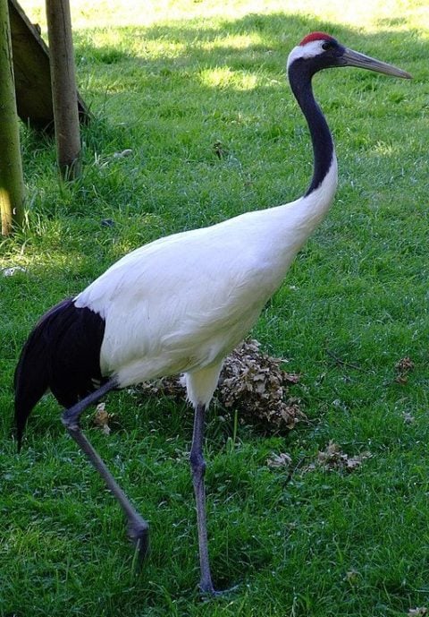 Além disso, é uma das maiores espécies de aves, podendo atingir mais de 1,5 metros de altura e ter uma envergadura de asas de até 2,5 metros. -wikimedia commons Charles Miller