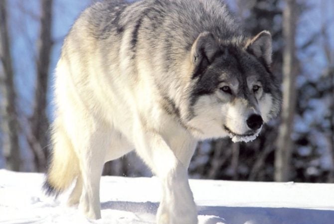 Parasita transmitido por felinos afeta mente dos lobos