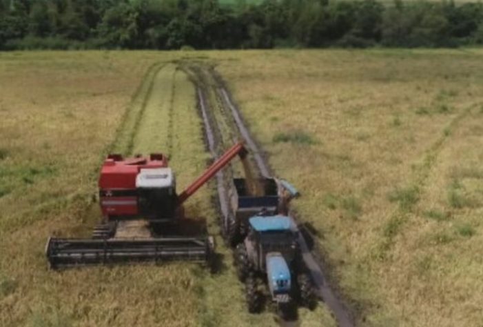 arroz plantio cultivo agricultura