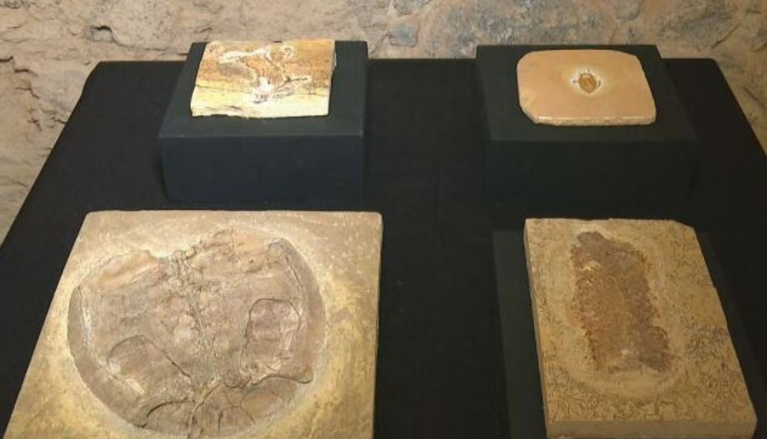 Em maio de 2024,  o Museu Nacional apresentou uma nova coleção de fósseis, reunindo 1.104 peças que foram doadas por uma família alemã de colecionadores. O material havia sido comprado em feiras e leilões. E agora passa a fazer parte do acervo permanente da instituição. -Reprodução TV Globo