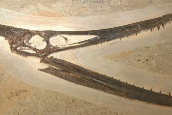 Crânio de Pterossauro é doado ao Museu Nacional