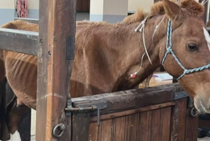 Cavalo resgatado na inundação do Sul do país passa bem