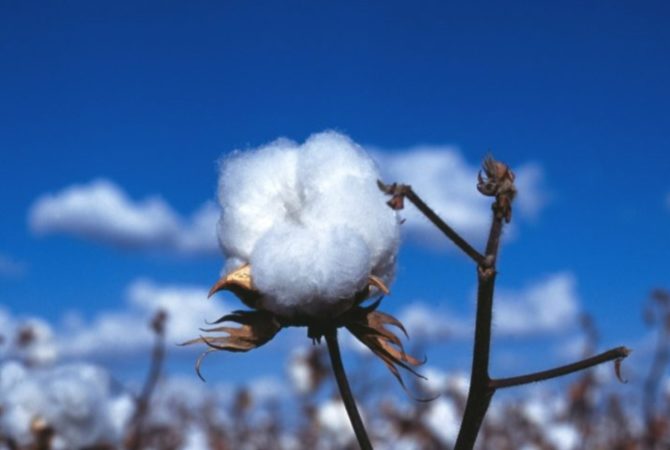 Produção de algodão pode bater recorde no Brasil