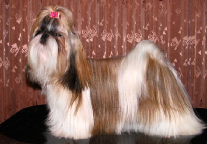 cachorro