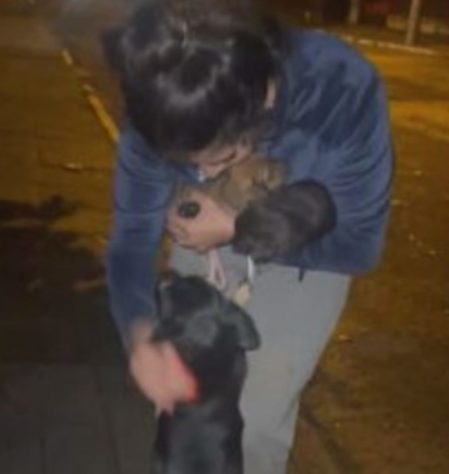 Abrigo de animais RS