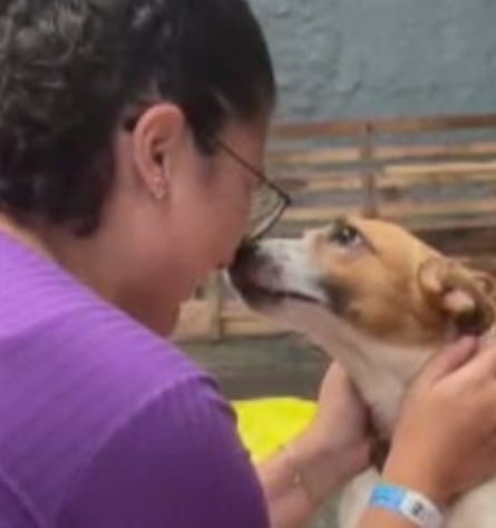 Resgate de animais no RS