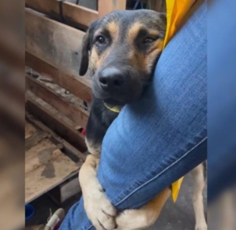 Cachorro abraça perna de veterinária ao ser resgatado no RS