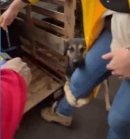 Cachorro abraça perna de veterinária ao ser resgatado no RS