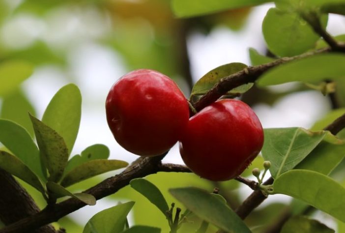 Acerola