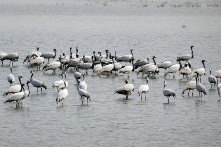 Reserva Natural Nacional de Zhalong, Heilongjiang