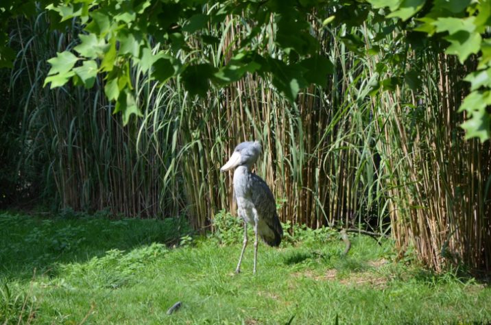 Cegonha-bico-de-sapato - Balaeniceps rex