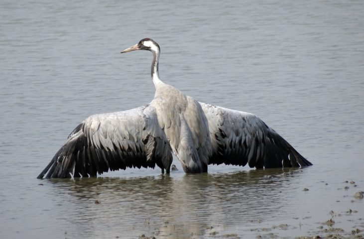 Estima-se que existam apenas cerca de 1.380 aves da espécie grou-japonês na natureza.-Bishnu Sarangi por Pixabay