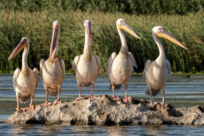 Pelicanos