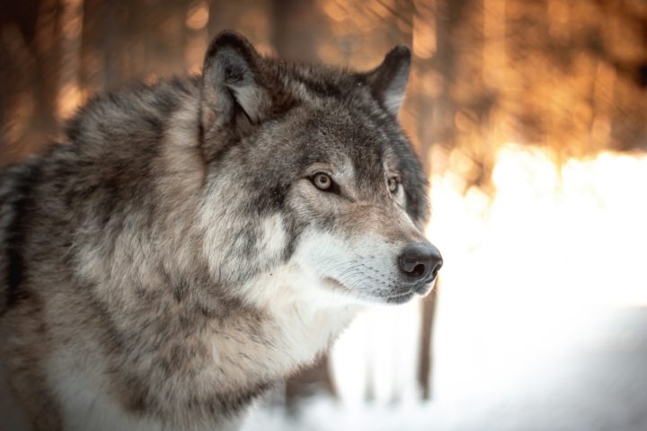 O fato de alguns se tornarem lÃ­deres estÃ¡ ligado ao aumento dos nÃ­veis de testosterona causado pelo parasita, que faz com que os lobos se tornem mais agressivos e dominantes, facilitando sua ascensÃ£o na matilha.