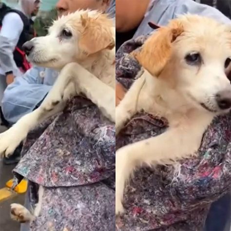 Socorristas resgatando animais no RS