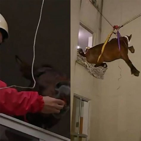 Cavalo é resgatado no 3º andar de prédio no RS