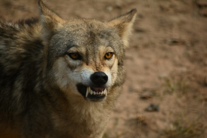 Lobo-cinzento