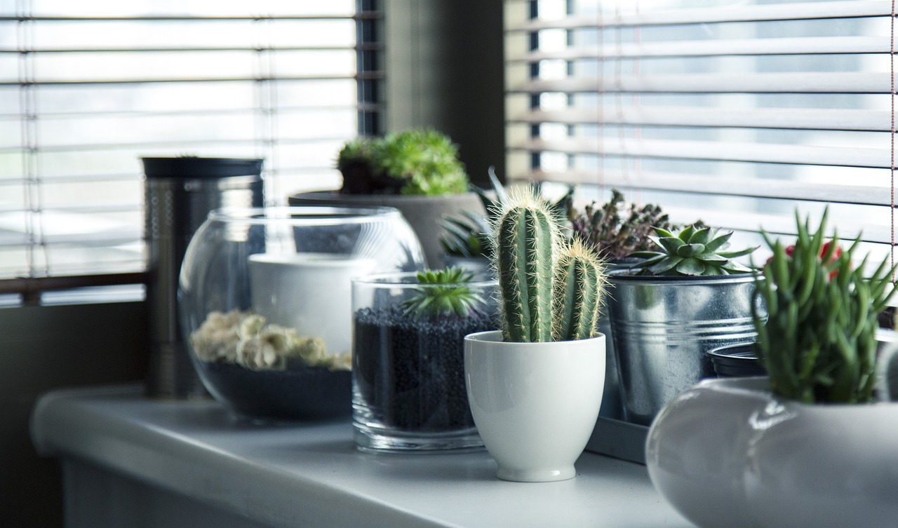 Como os cactos possuem diversos tamanhos, é fácil encaixá-los na decoração de qualquer ambiente. Seja em vasinhos, na mesa de centro da sala, no criado-mudo do quarto ou em jardins e numa varanda. - pixabay/milivigerova