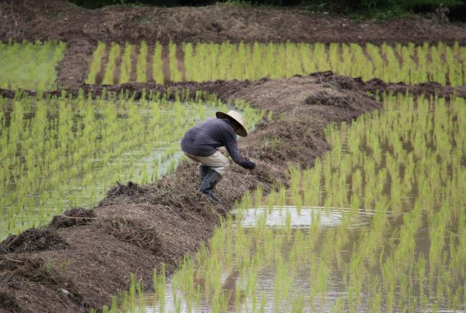 Perdas na lavoura: Brasil vai importar arroz da Tailândia