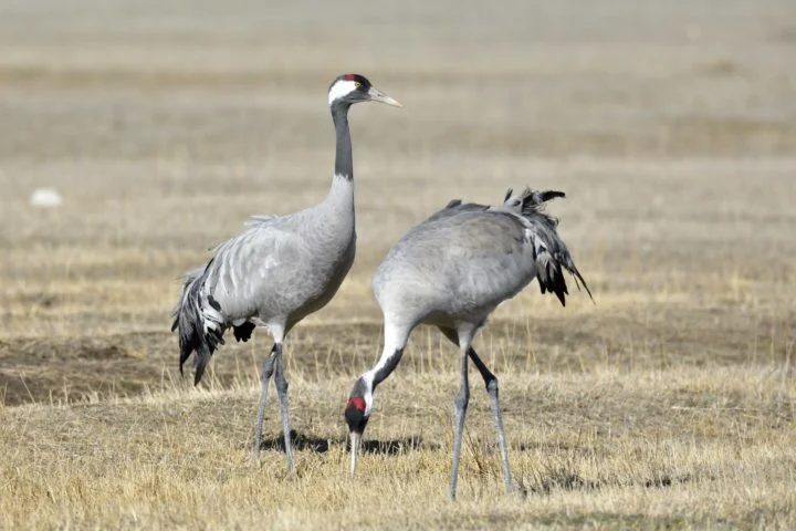 O envenenamento acidental por agrotóxicos também contribui para o declínio da população, já que as aves podem se alimentar de sementes contaminadas.-Santiago Lacarta Unsplash